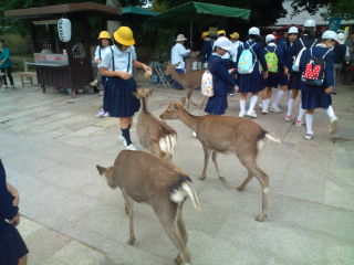 感動の奈良公園