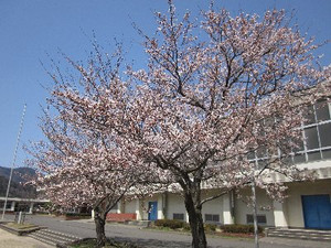 Sakura2