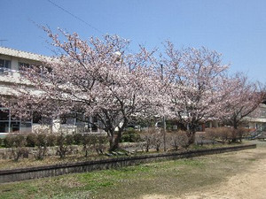 Sakura_1